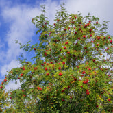 Gewöhnliche Eberesche - Sorbus aucuparia - Willemse