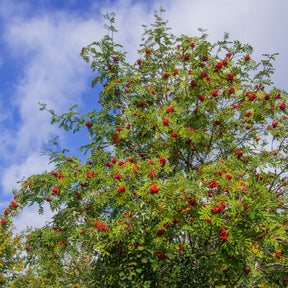 Gewöhnliche Eberesche - Sorbus aucuparia - Willemse