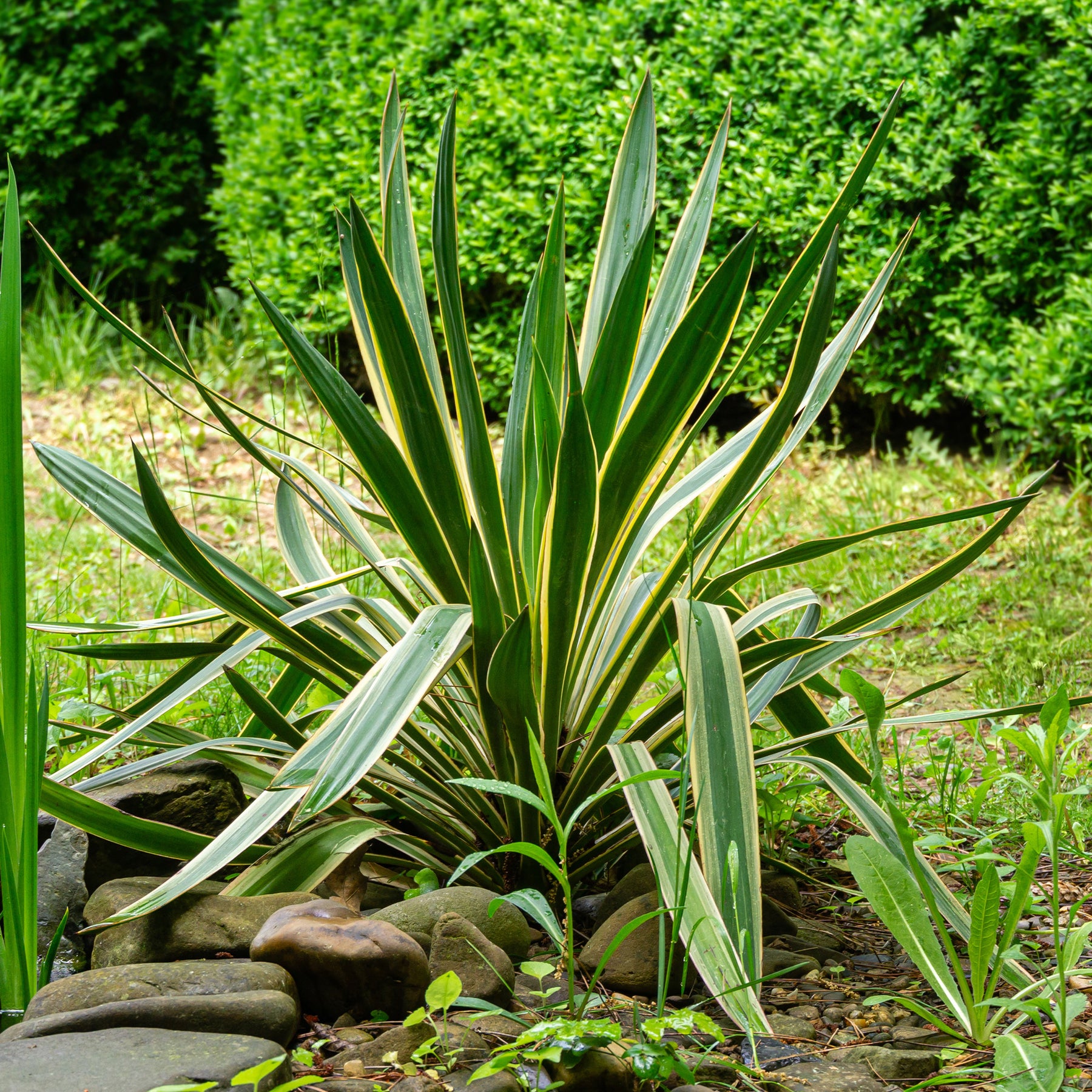 Kerzen-Palmlilie ‘Variegata’ - Yucca gloriosa Variegata - Willemse