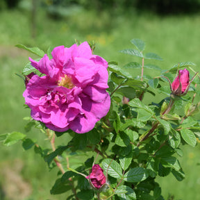Apfelrose 'Wild Edric'
