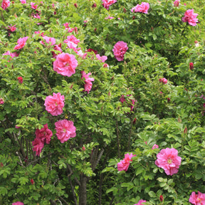 Apfelrose 'Wild Edric' - Willemse