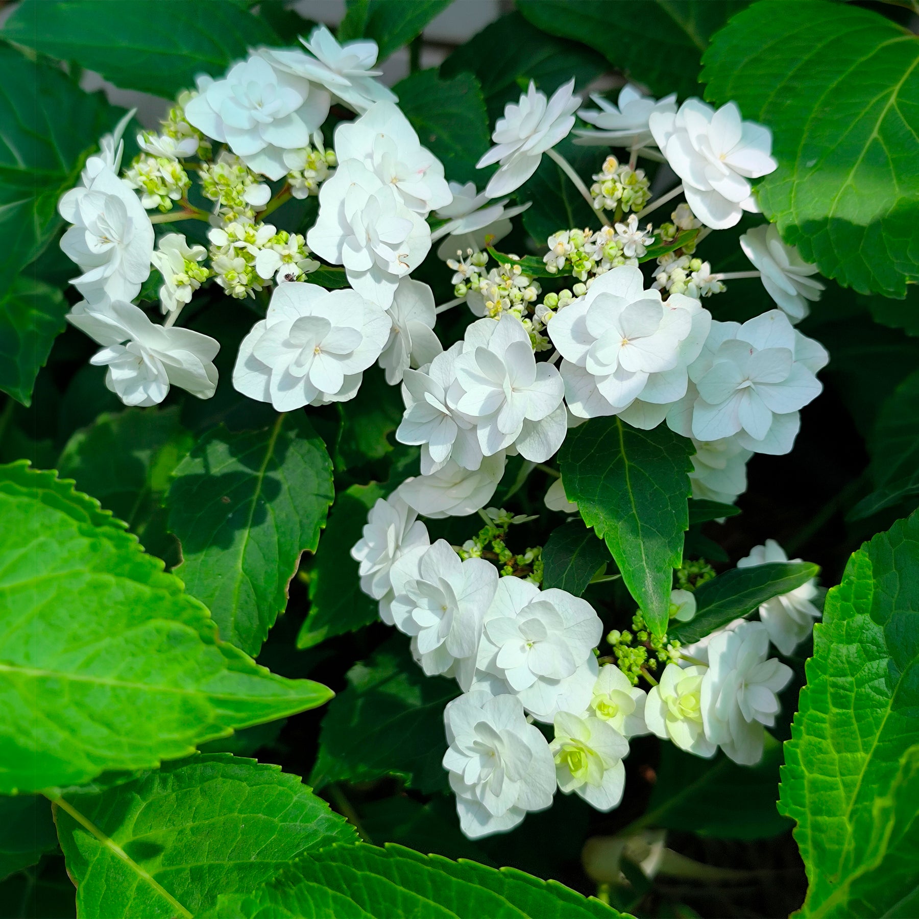 Hortensie Doppio Bianco