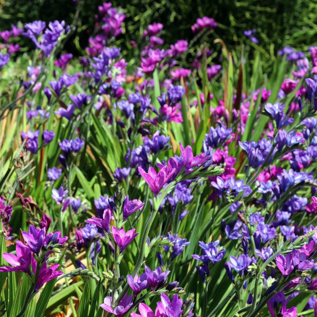 Pavianblume - Babiana stricta - Willemse