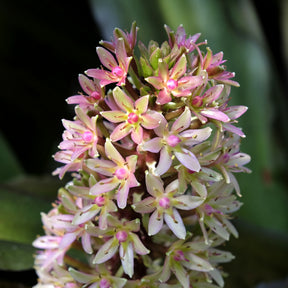 Eucomis - Schopflilie - Schopflilie Sparkling Burgundy - Eucomis comosa Sparkling Burgundy®