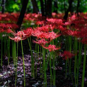 Lycoris radiata - Rote Spinnenlilie - Lilien-Zwiebeln