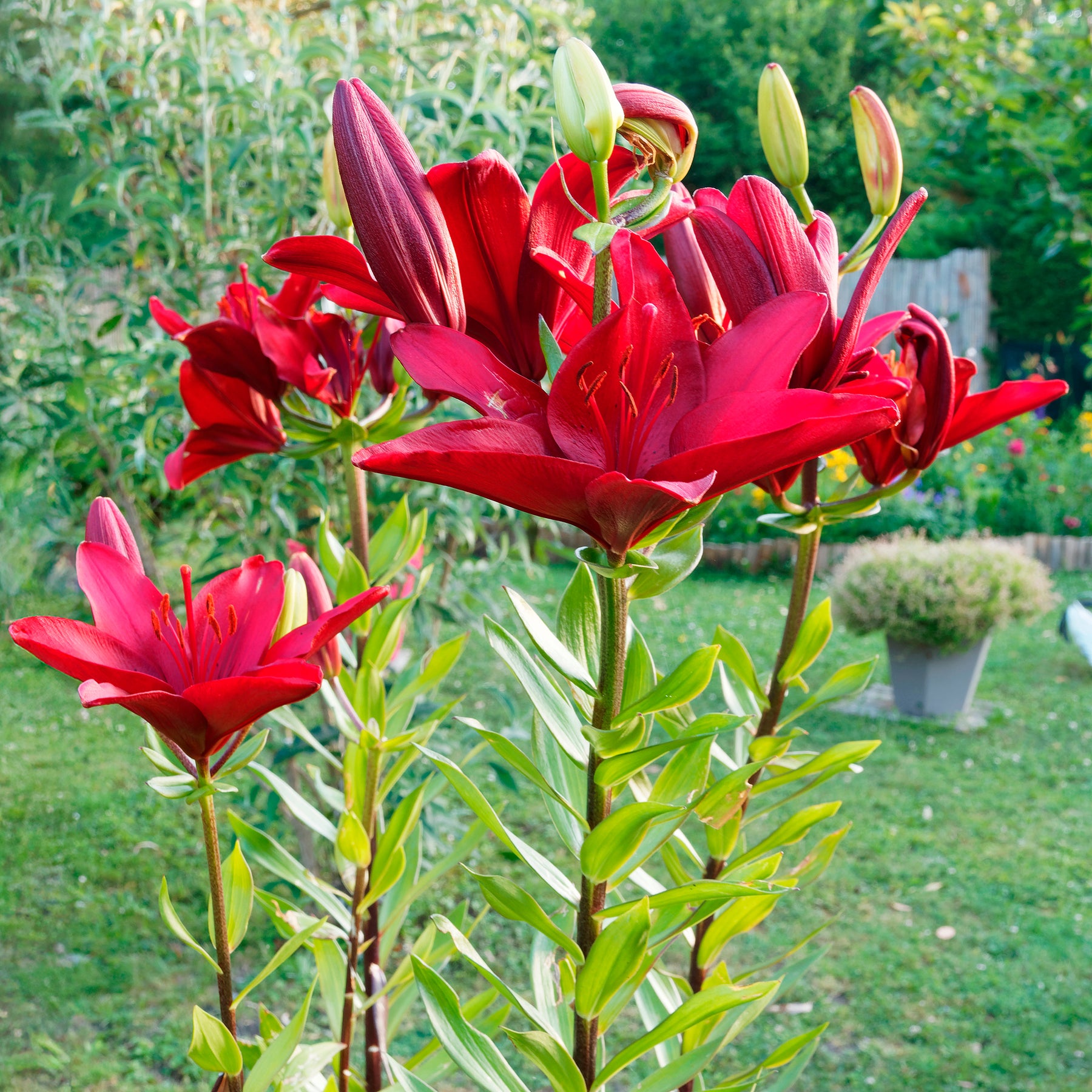 Asiatische Lilien und Blumenmischung - Willemse