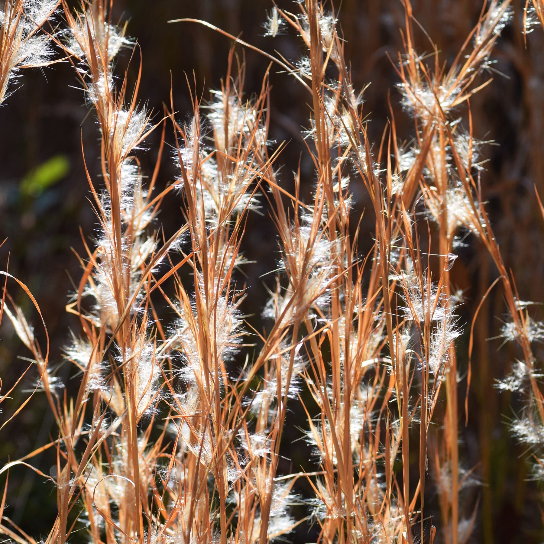 Silber Bartgras - Andropogon ternarius - Willemse