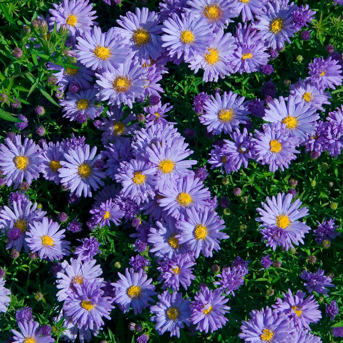 Kissen-Aster Audrey - Willemse