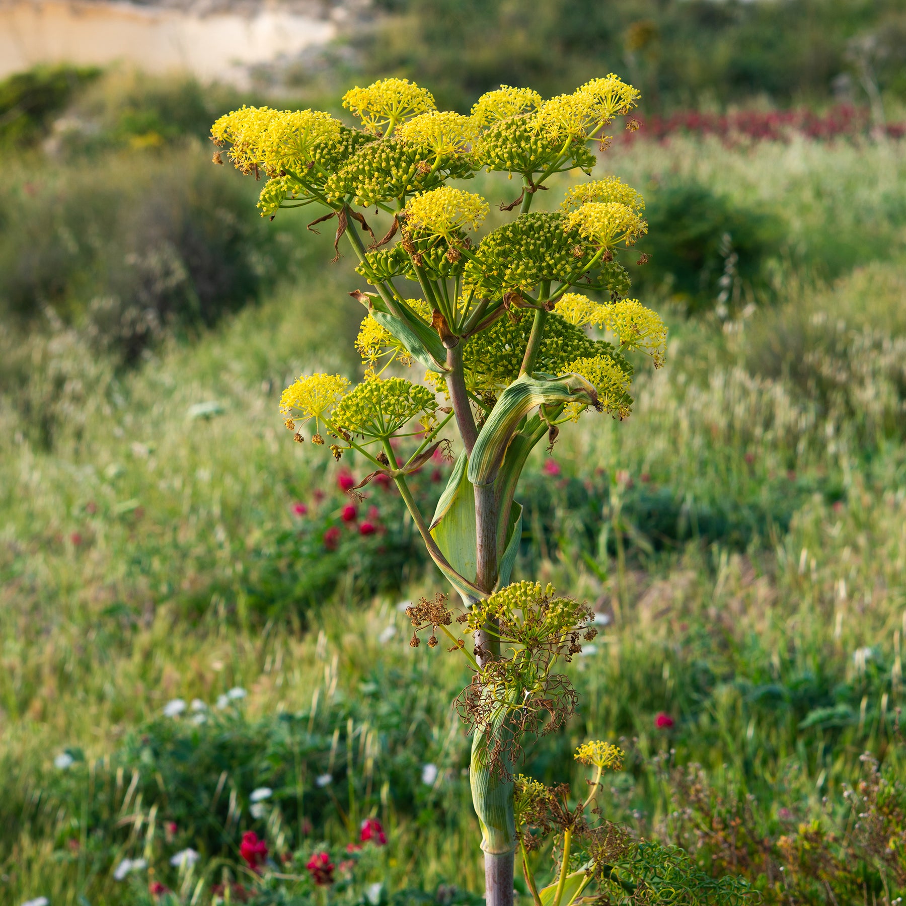 Riesenfenchel - Willemse