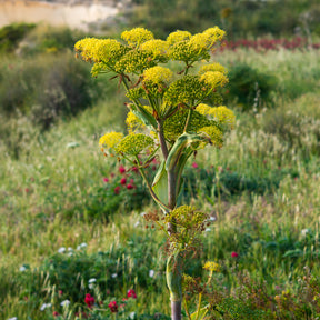 Riesenfenchel - Willemse