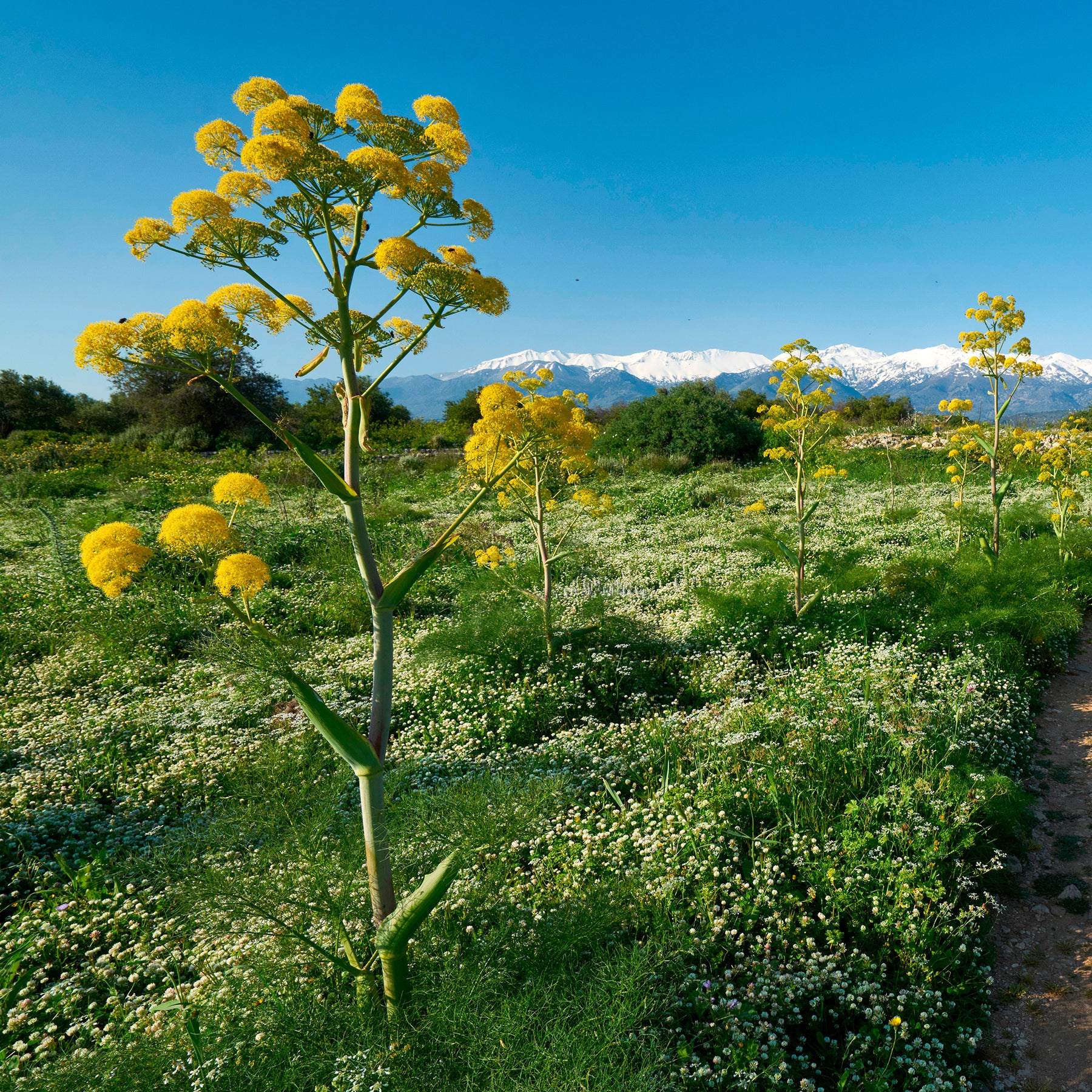 Riesenfenchel - Ferula communis - Willemse