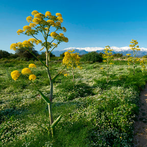 Riesenfenchel - Ferula communis - Willemse