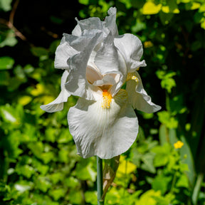 Schwertlilie Wedding Bouquet - Willemse