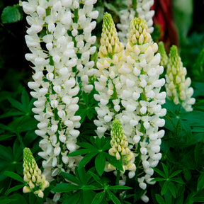 Lupinus Noble Maiden - Lupine Noble Maiden - Lupine