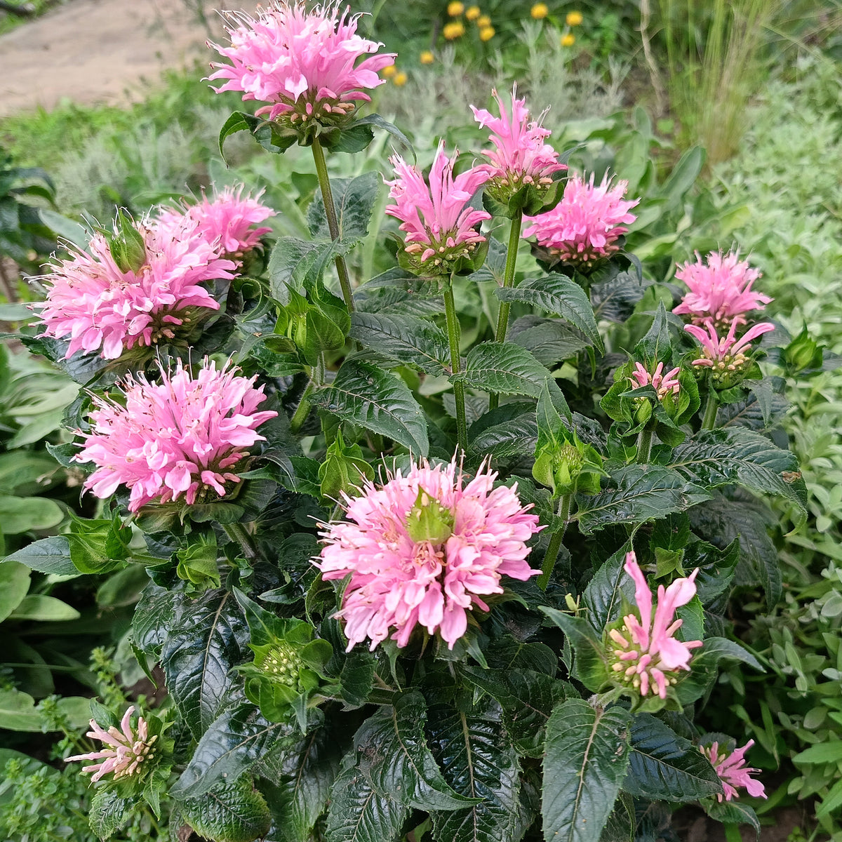 Indianernessel Sugar Buzz Pink Frosting
