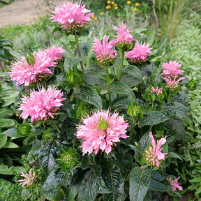 Indianernessel Sugar Buzz Pink Frosting