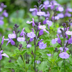 Verkauf Ziersalbei So Cool Pale Blue - Salvia microphylla So Cool Pale Blue
