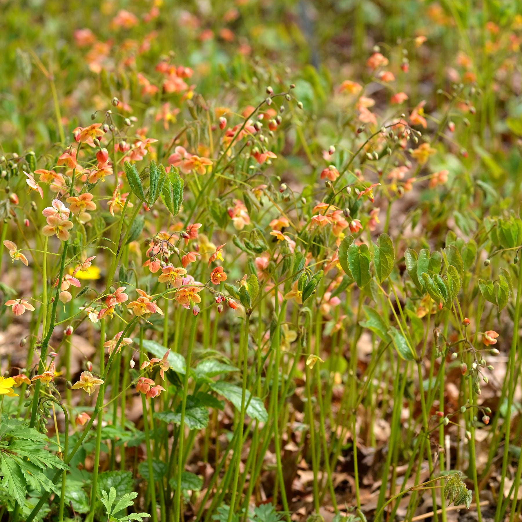 Epimedium warleyense - Warley-Elfenblume - Epimedium