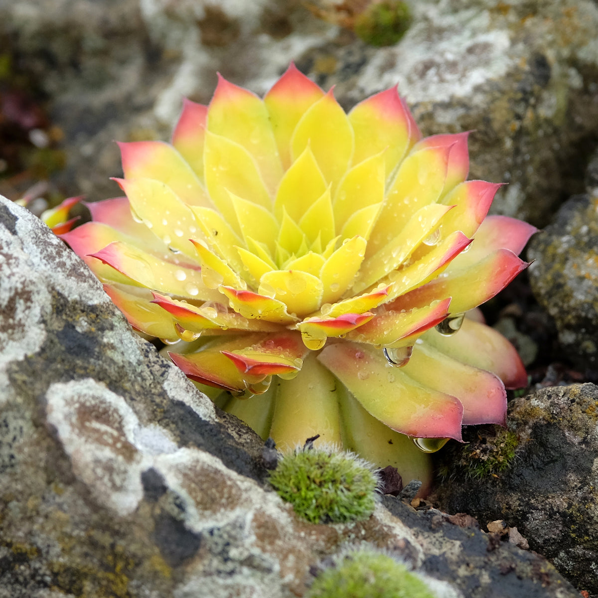 Sempervivum - Hauswurz - Sempervivum Chick Charms ® Gold Nugget - Sempervivum Chick Charms® Gold Nugget