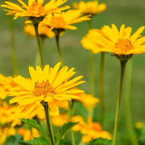 Echte Arnika - Arnica montana - Willemse