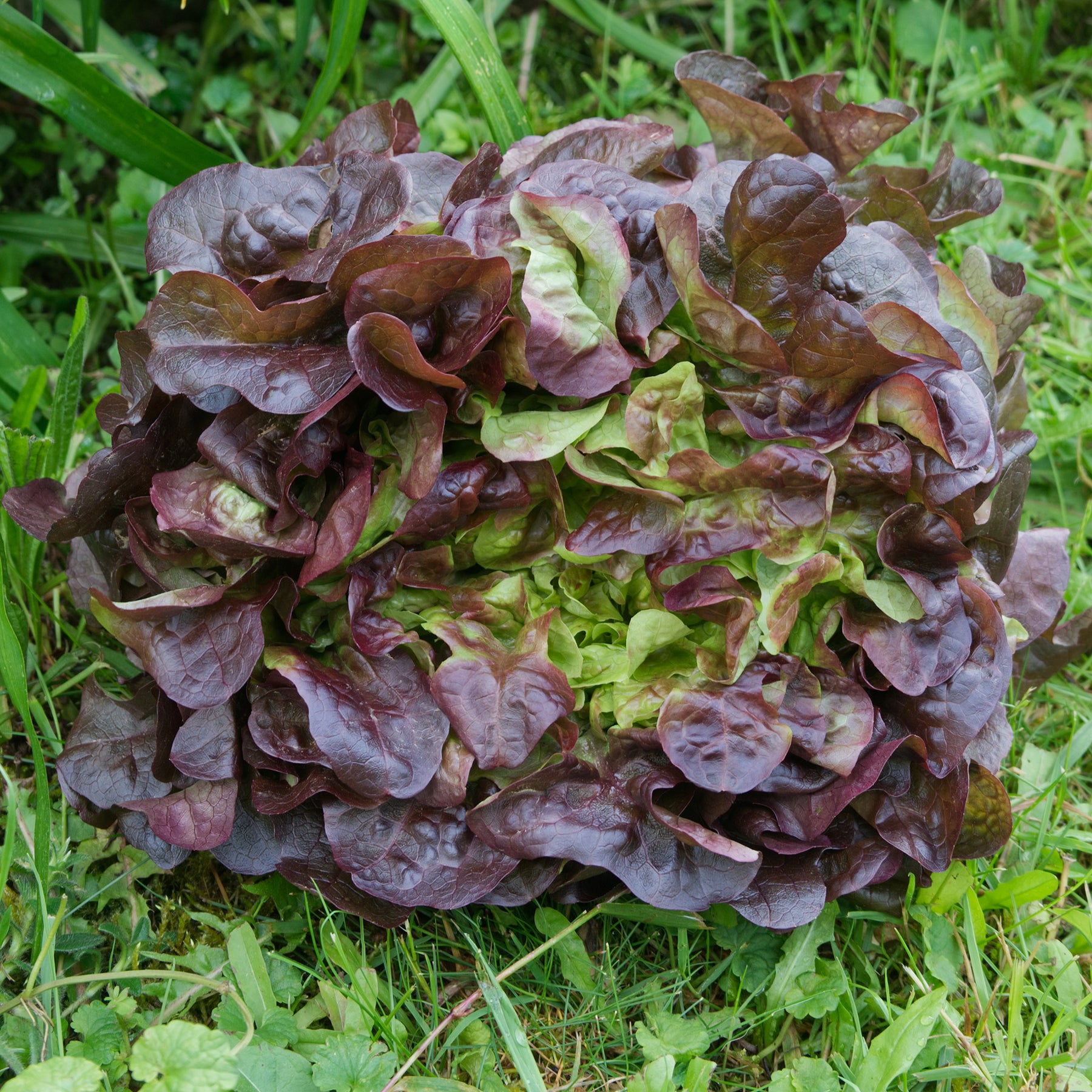 Pflücksalat Bocado - Willemse