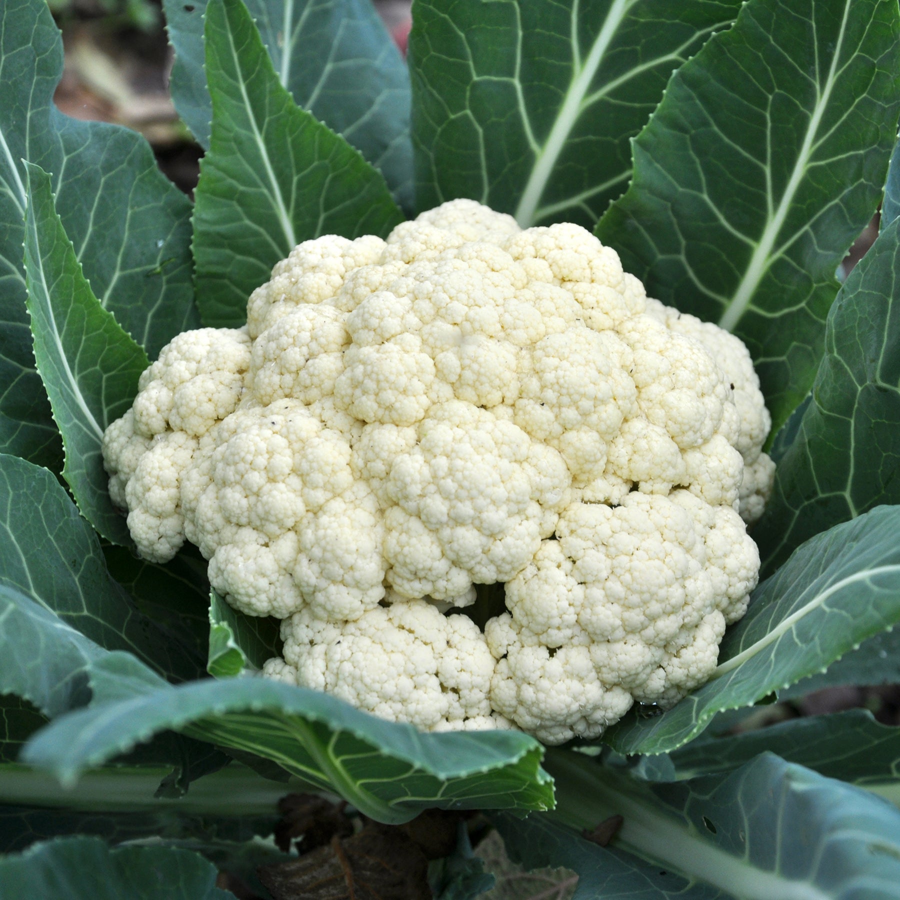 Blumenkohl Novia F1 - Willemse