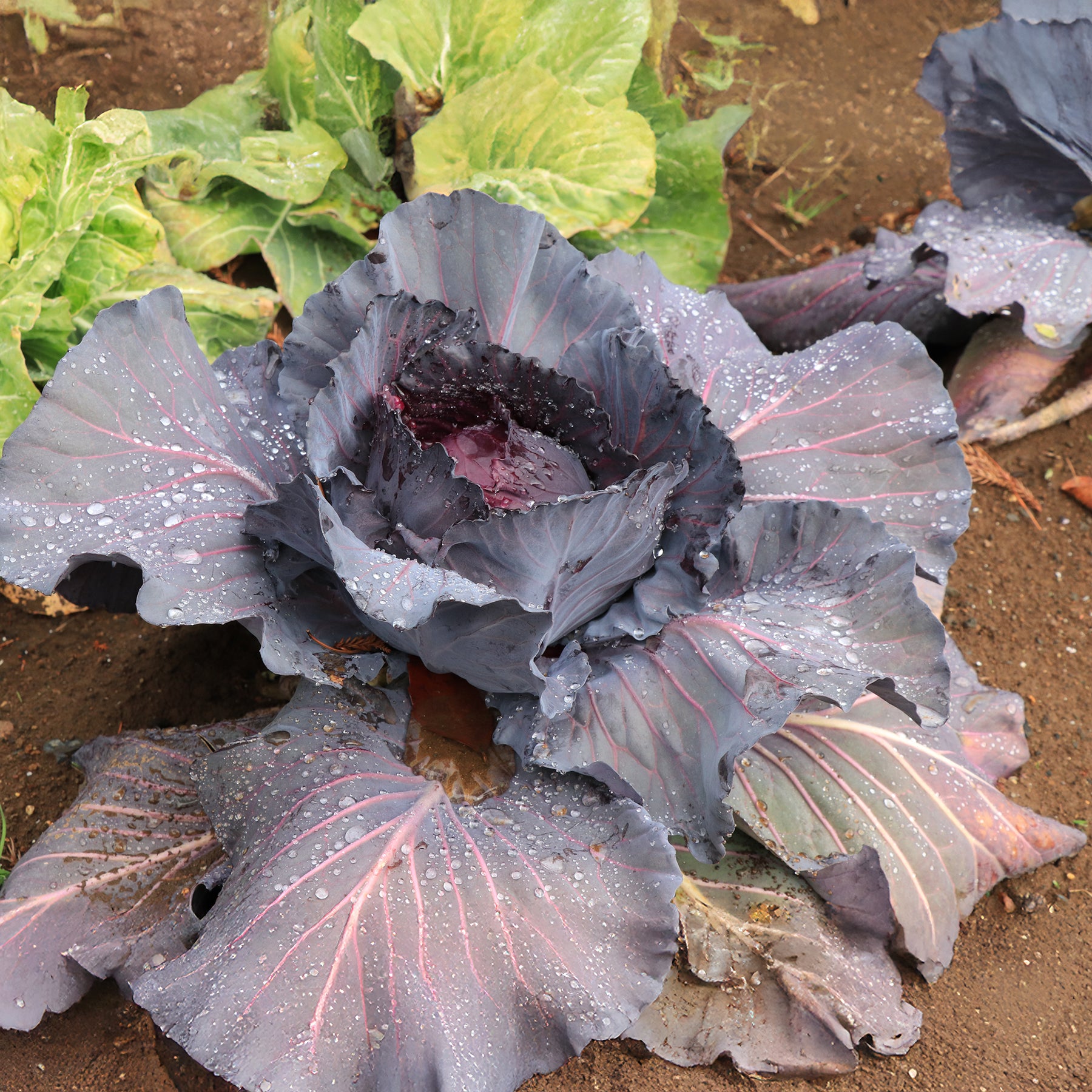 Gemüsepflanzen - Rotkohl Fuego F1 - Brassica oleracea capitata Fuego F1