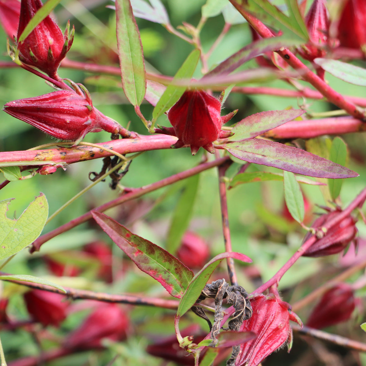 Roselle - Hibiscus sabdariffa - Willemse