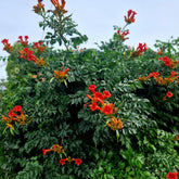 Trompetenblume EBONY & RED (Mincamroug) - Willemse