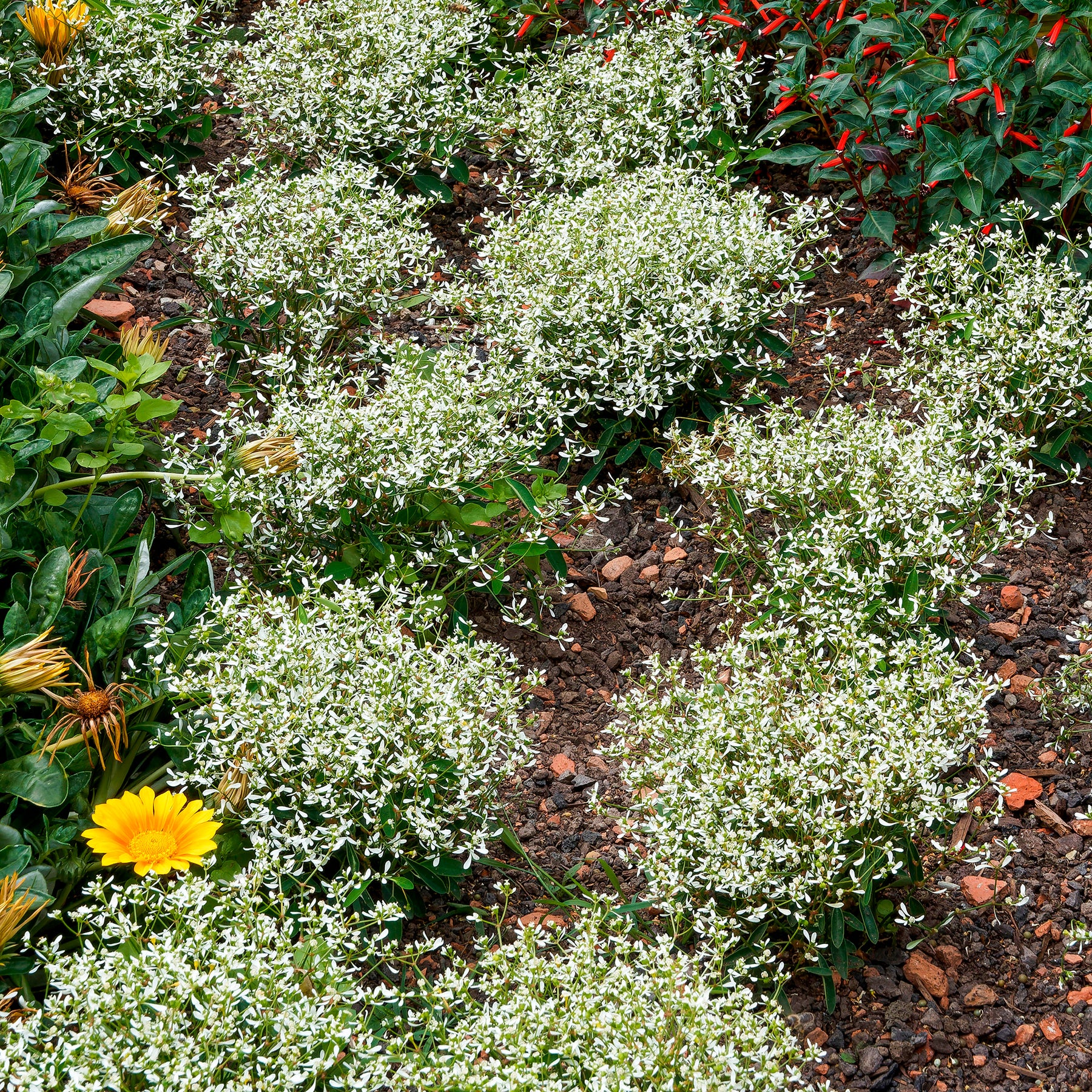 Zauberschnee Diamond Frost