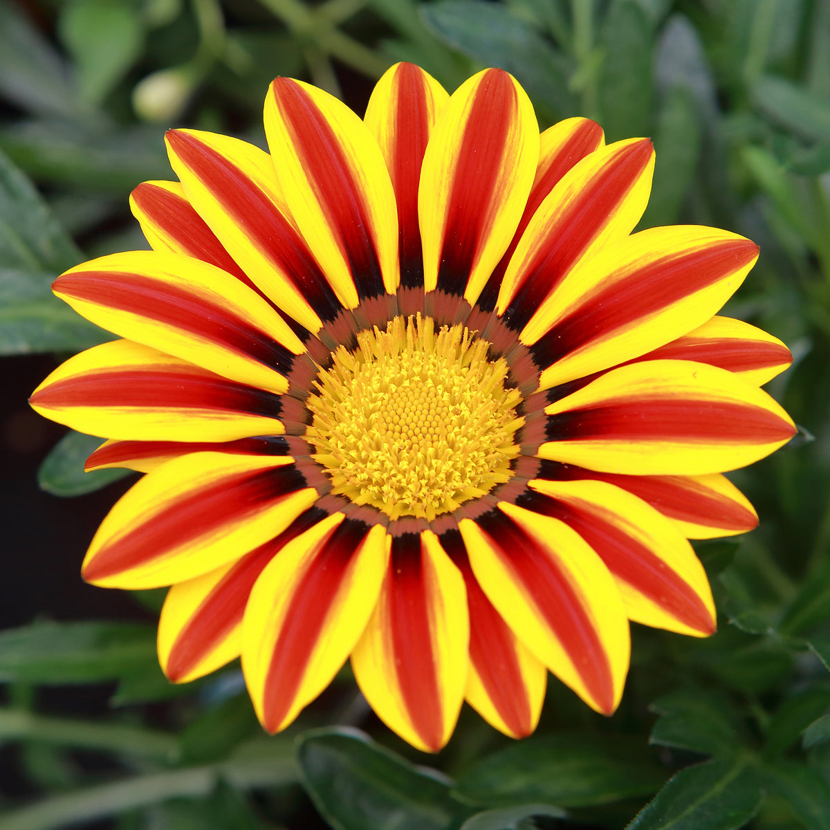 Gazania Big Kiss Yellow Flame - Gazania rigens Big Kiss Yellow Flame - Willemse