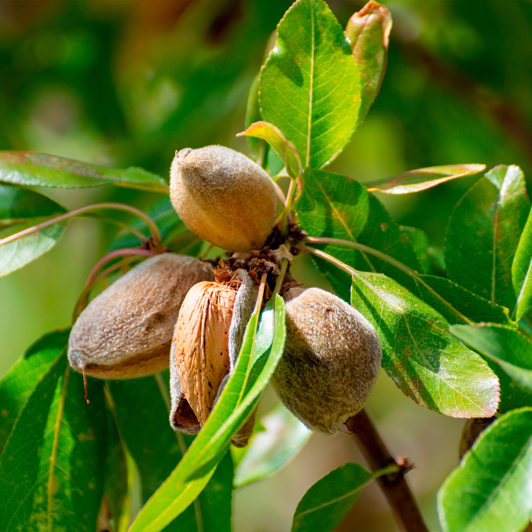 Süßmandel - Prunus amygdalus Dulcis - Willemse