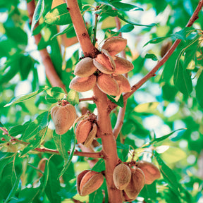 Schalenobstbäume - Süßmandel - Prunus amygdalus Dulcis