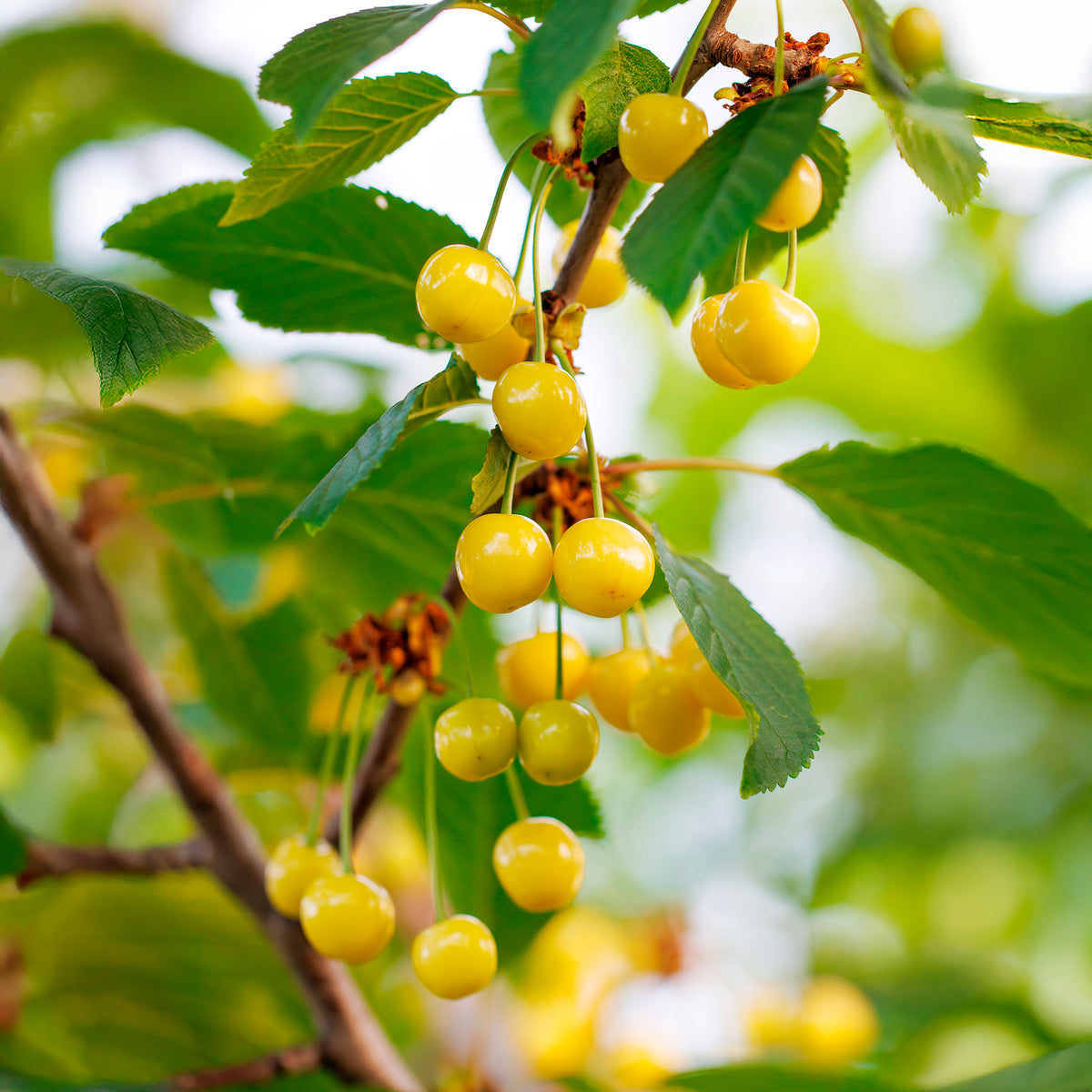 Süßkirsche Dönissens Gelbe - Prunus avium Dönissens Gelbe Knorpelkirsche - Willemse