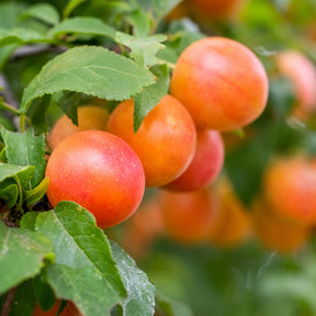 Pflaume Aprimira - Prunus domestica Aprimira - Willemse