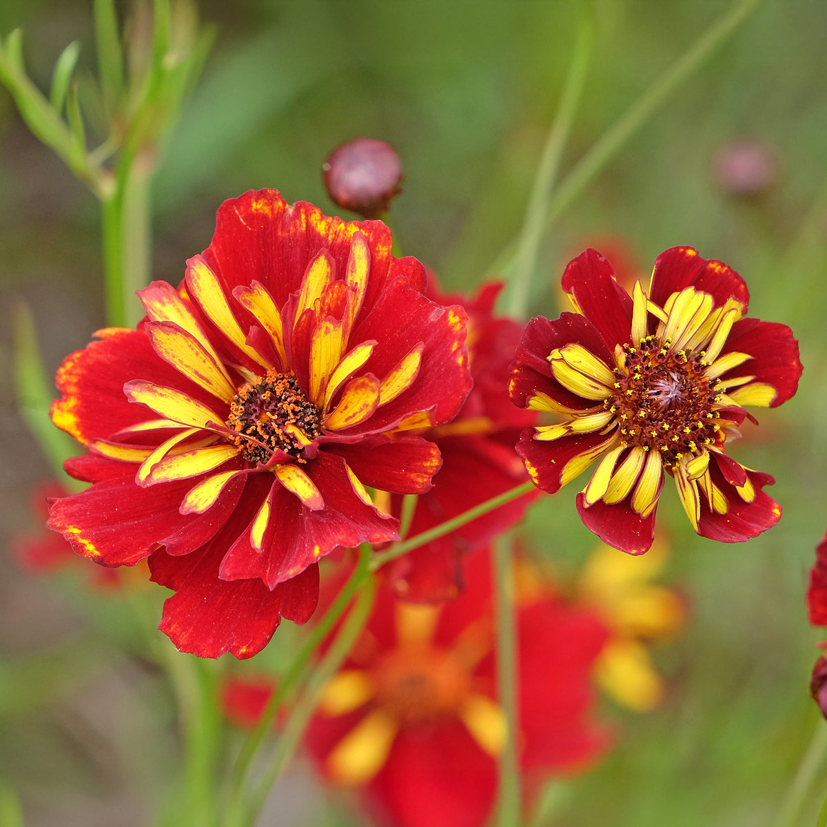 Mädchenauge Roulette - Coreopsis tinctoria Roulette - Willemse