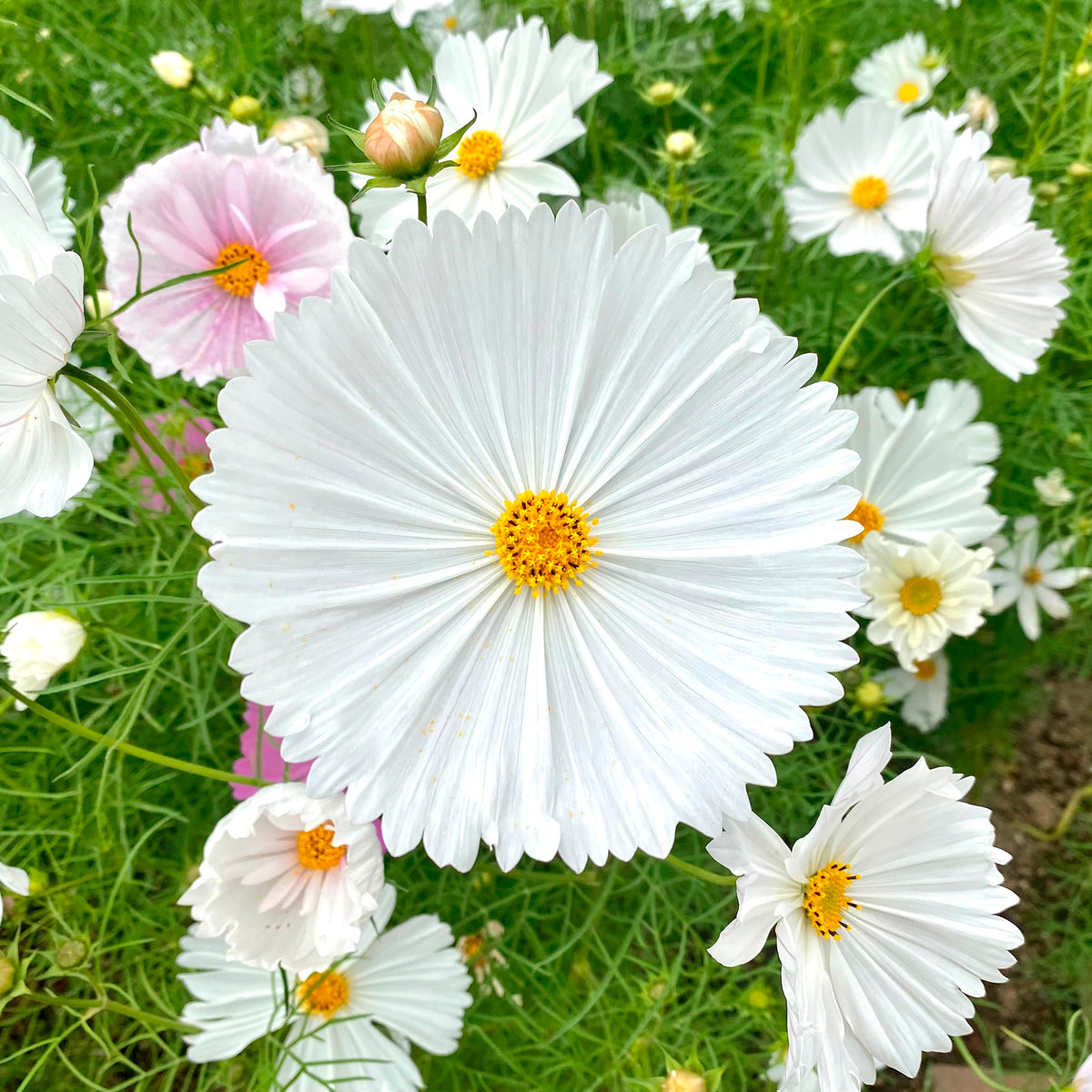 Schmuckkörbchen Cupcakes White - Cosmos bipinnatus Cupcakes White - Willemse