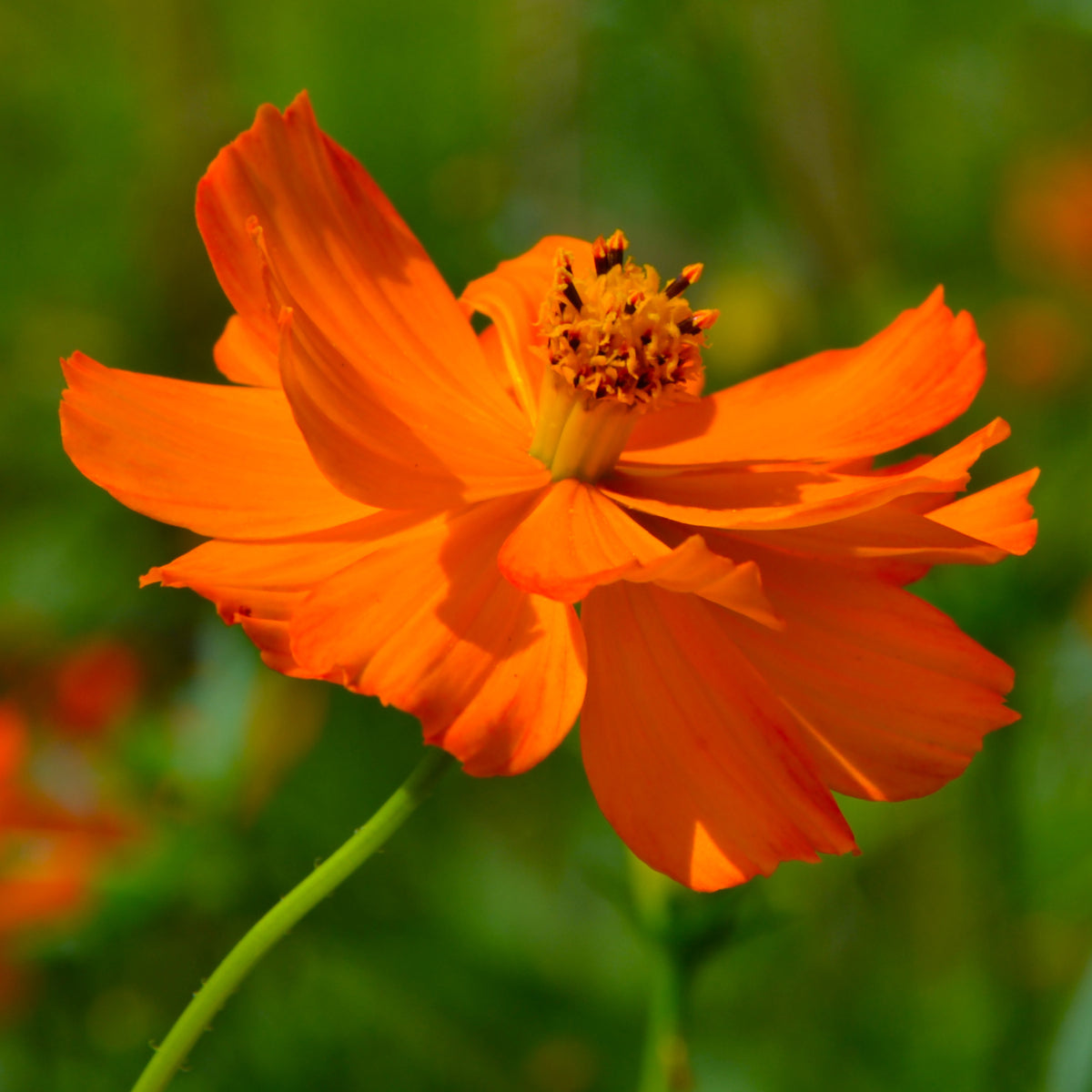 Schwefel-Cosmea Brightlights - Cosmos sulphureus Brightlights - Willemse