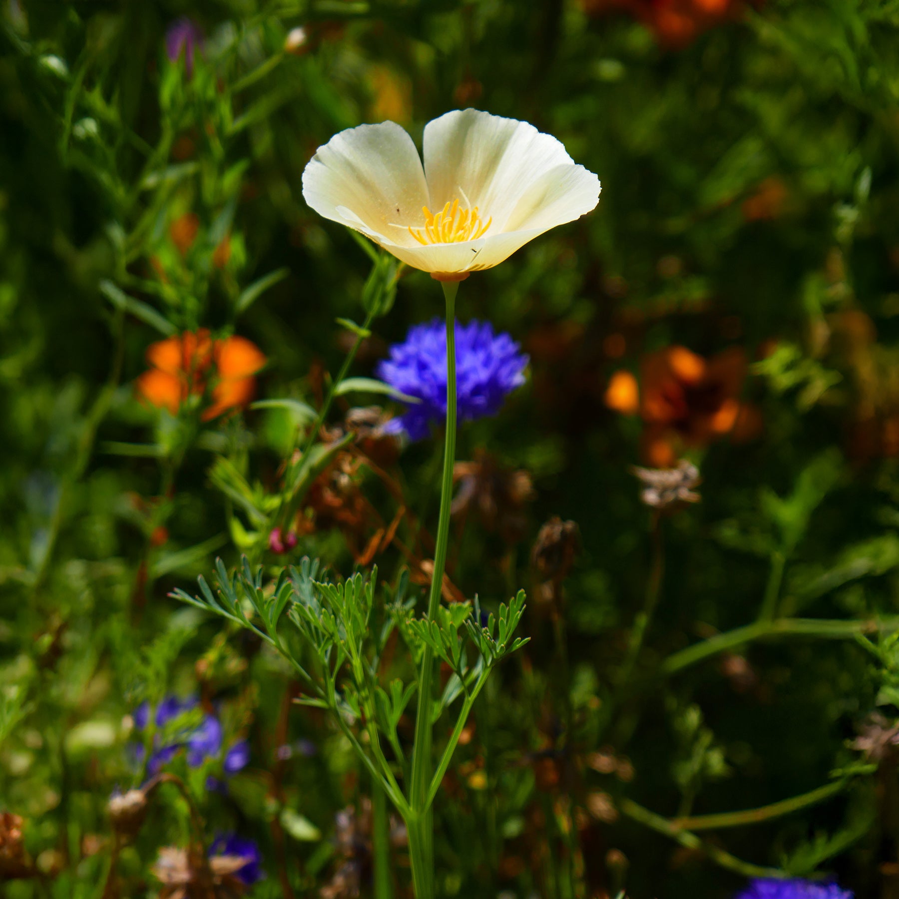 Kalifornischer Mohn Ivory Castle