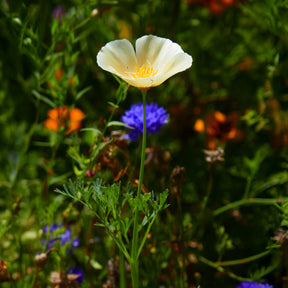 Kalifornischer Mohn Ivory Castle