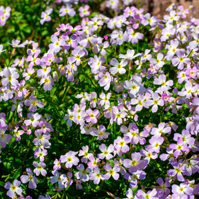 Malcolmia maritima - Strand-Veilchen - Blumensamen