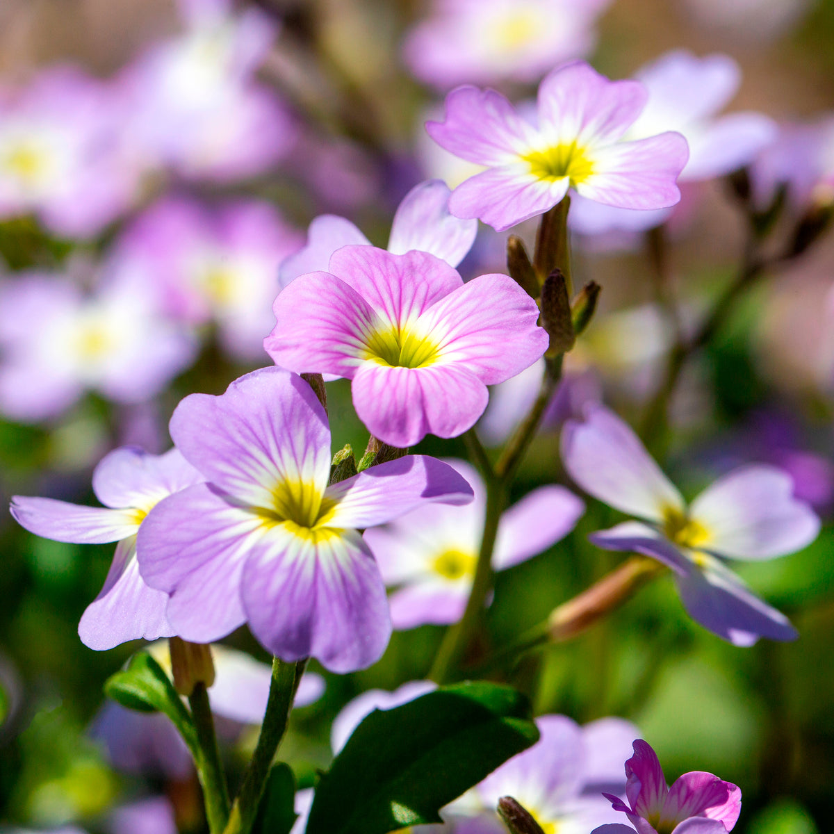 Strand-Veilchen - Malcolmia maritima - Willemse