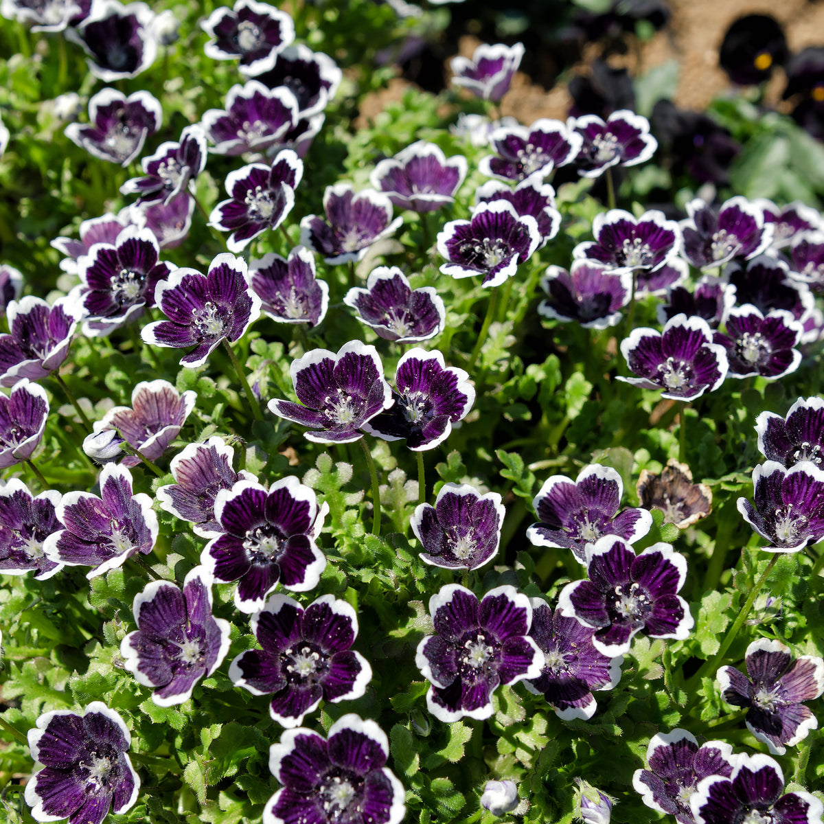 Hainblume Penny Black