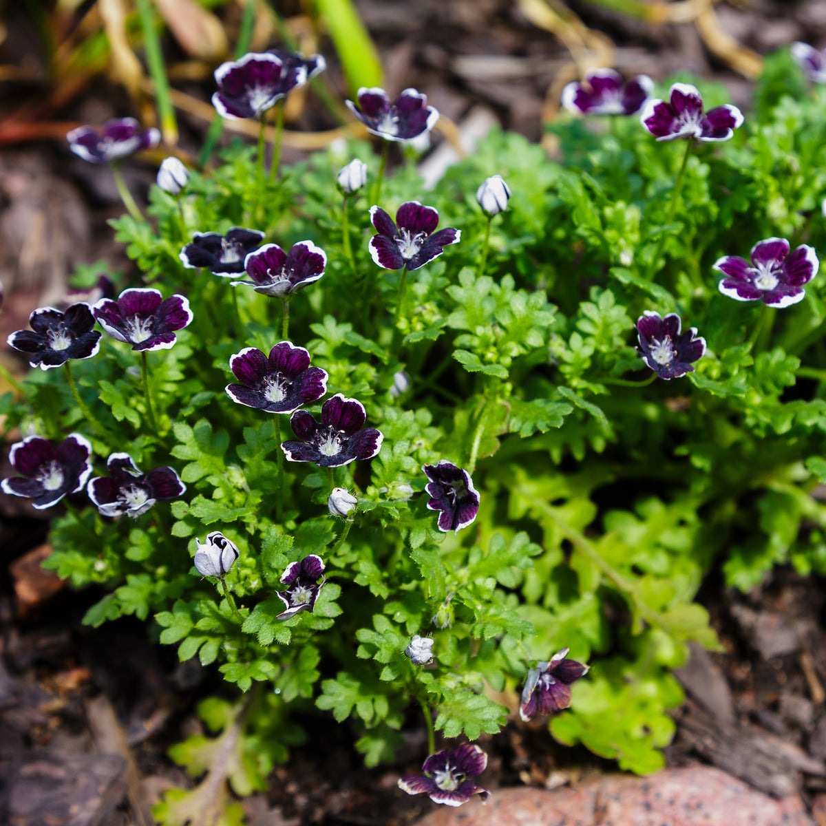 Hainblume Penny Black
