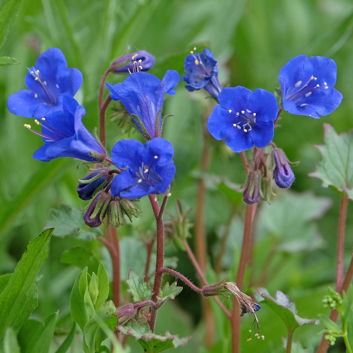 Glocken-Phazelie Blue Bell