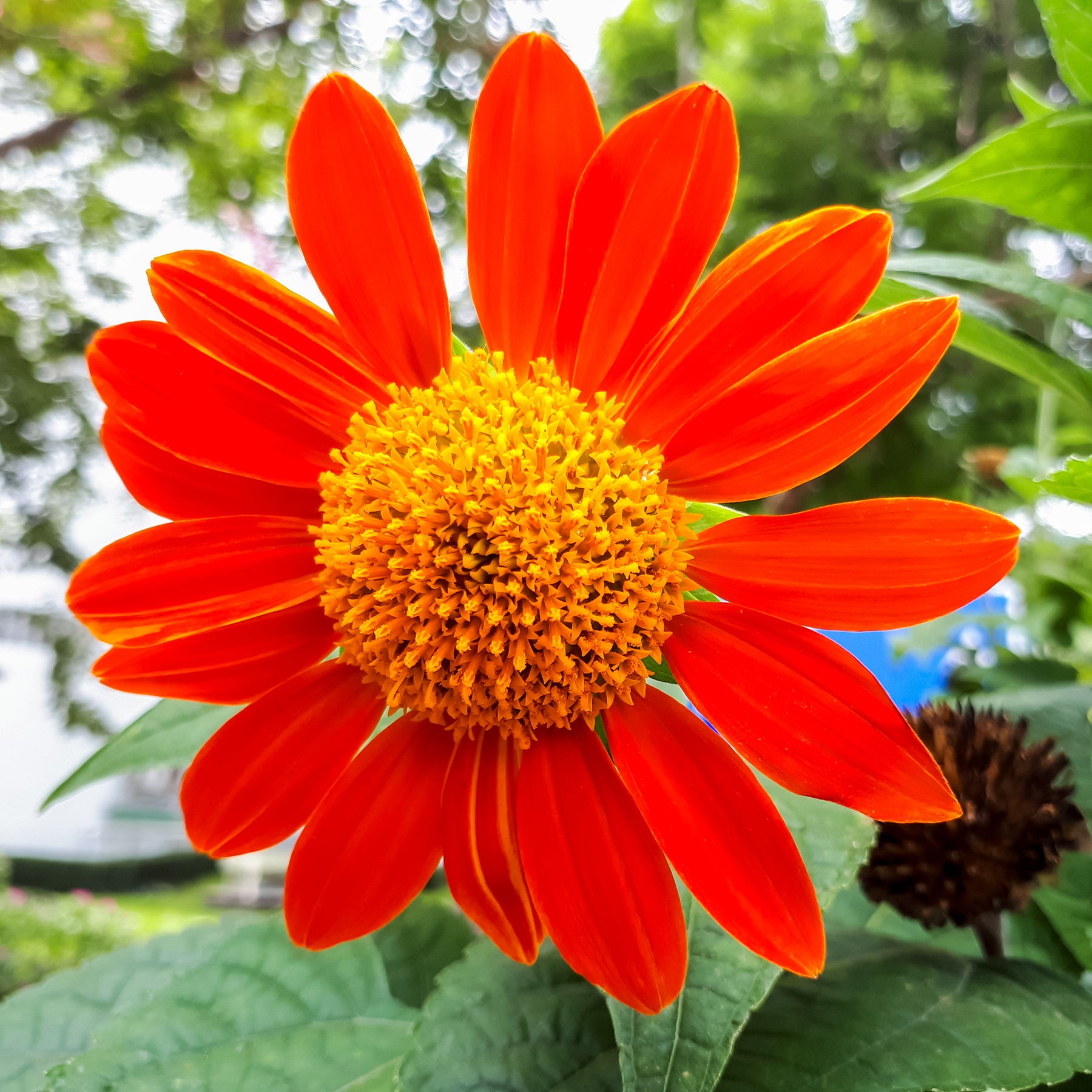 Mexikanische Sonnenblume Torch