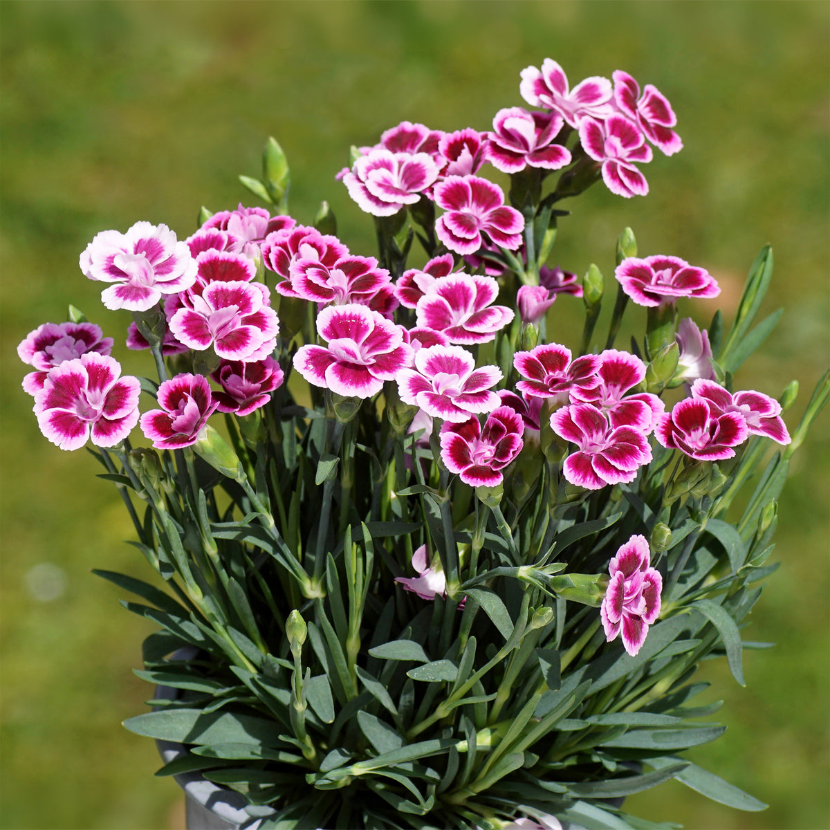 Nelke Pink Kisses - Willemse