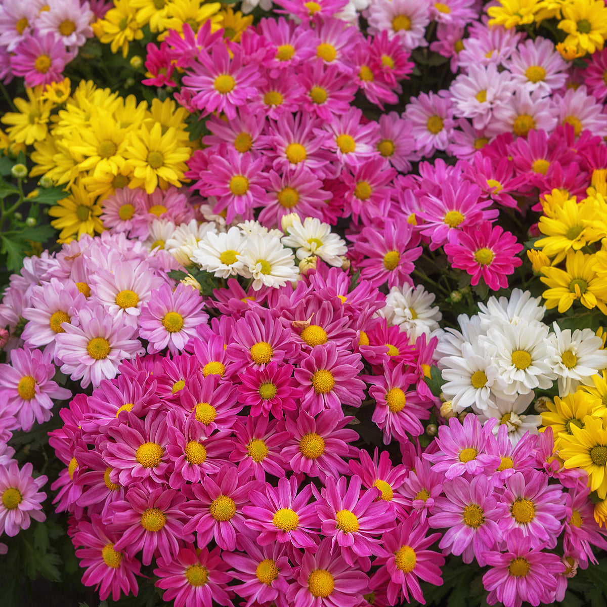 Chrysantheme Carnaval - Willemse