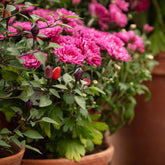 Chrysantheme  Fuchsia - Willemse
