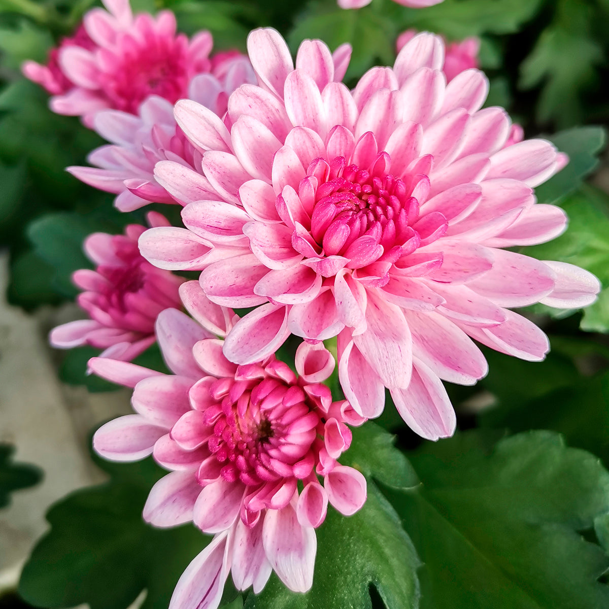Chrysantheme Rosa - Willemse
